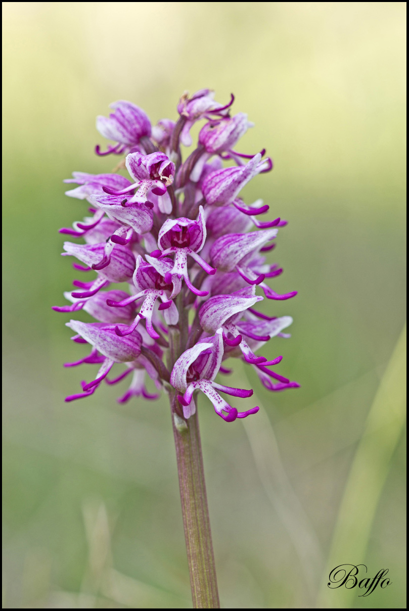 Orchis simia